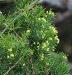 Asparagus multiflorus