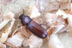Tribolium castaneum