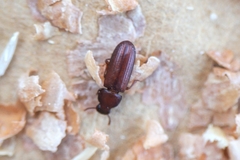 Tribolium castaneum