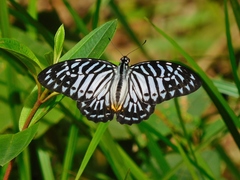 Graphium delessertii