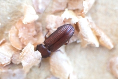 Tribolium castaneum
