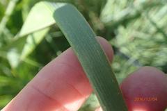 Chlorophytum krookianum