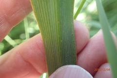 Chlorophytum krookianum