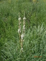 Chlorophytum krookianum