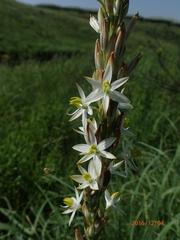 Chlorophytum krookianum