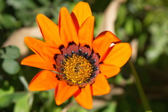 Gazania rigida
