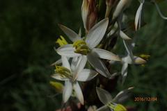 Chlorophytum krookianum