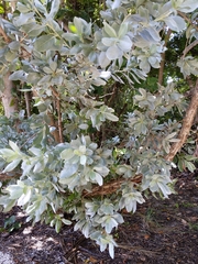 Conocarpus