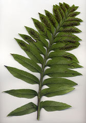 Asplenium obtusatum