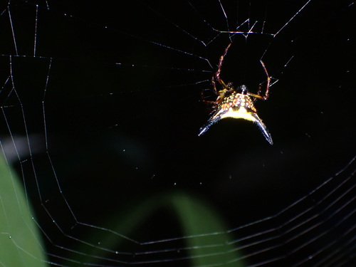 Hasselt's Spiny Spider