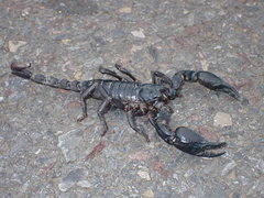 Heterometrus laoticus