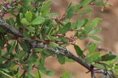 Rhoicissus tridentata tridentata