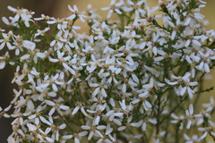 Olearia stricta