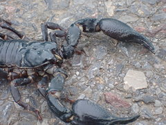 Heterometrus laoticus