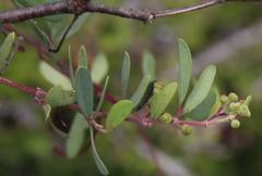 Rhoicissus tridentata tridentata