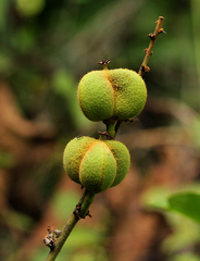 Manniophyton fulvum image