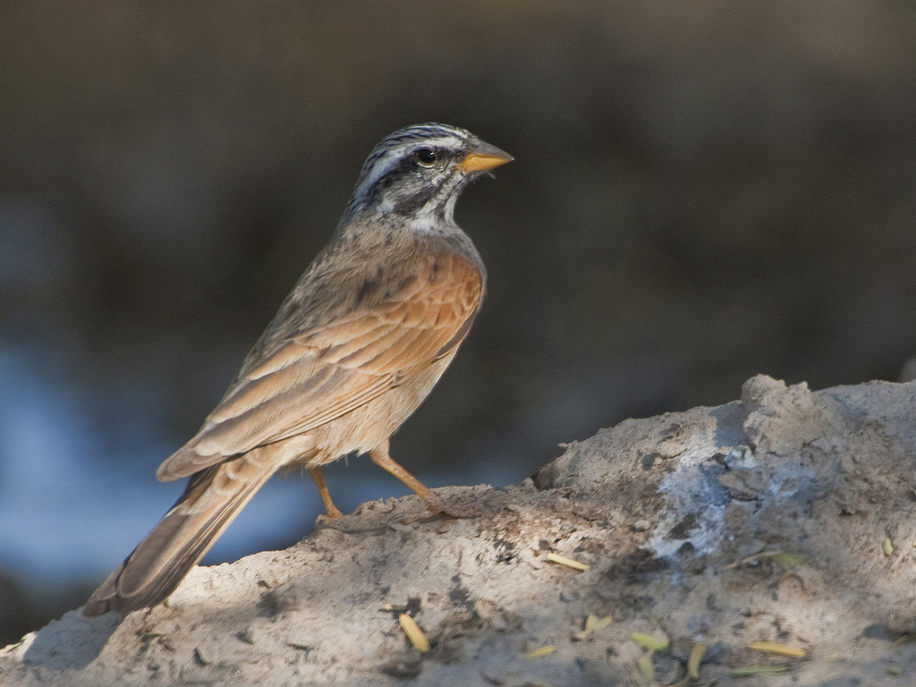 Striolated Bunting