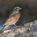 Striolated Bunting - Photo (c) Tarique Sani, some rights reserved (CC BY-NC-SA)