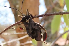 Petascelis remipes