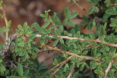 Indigofera denudata