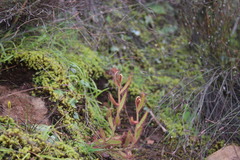 Drosera liniflora
