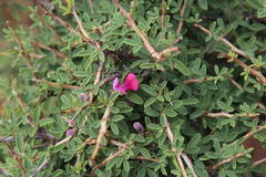 Indigofera denudata