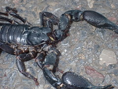 Heterometrus laoticus