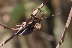 Petascelis remipes