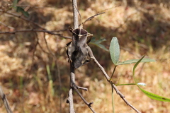 Petascelis remipes