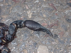Heterometrus laoticus