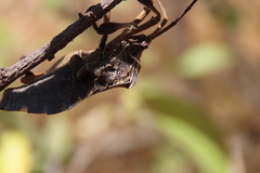 Petascelis remipes