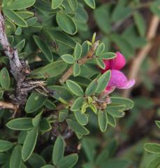 Indigofera denudata