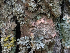 Marchandiomyces corallinus