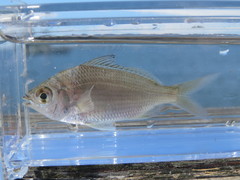 Eucinostomus gula
