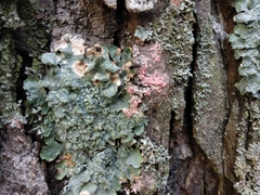 Marchandiomyces corallinus
