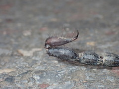 Heterometrus laoticus