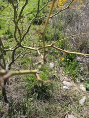 Magnoliopsida