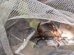 Acanthothelphusa niloticus