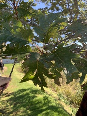 Quercus rubra ambigua