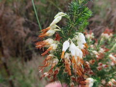 Erica intermedia albiflora