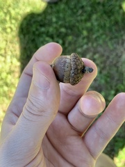 Quercus rubra ambigua