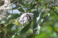 Acraea aganice aganice