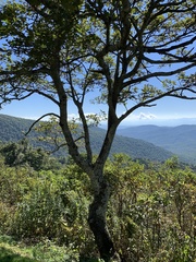 Quercus rubra ambigua