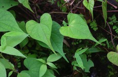 Ipomoea clarkei