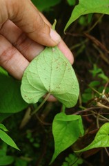 Ipomoea clarkei