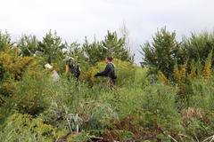 Aspalathus astroites