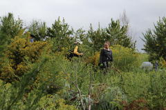 Aspalathus astroites