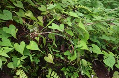Ipomoea clarkei