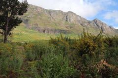 Aspalathus astroites