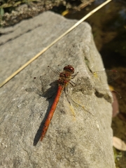 Sympetrum striolatum